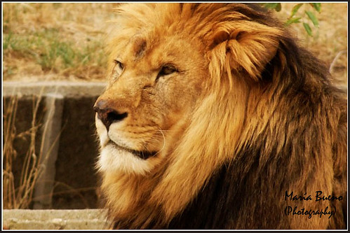 León (Panthera leo) I