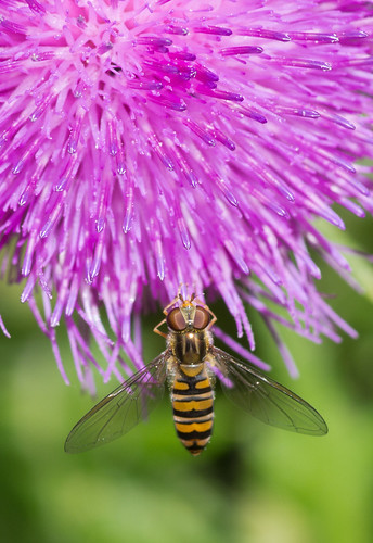 marmalade fly on thistle flower