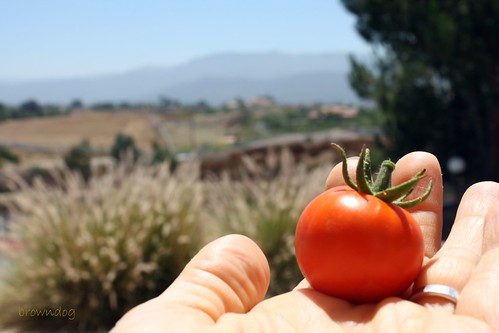 A healthy tomato!