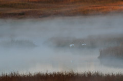 Swans in the Mist DSC_2434 by Mully410 * Images