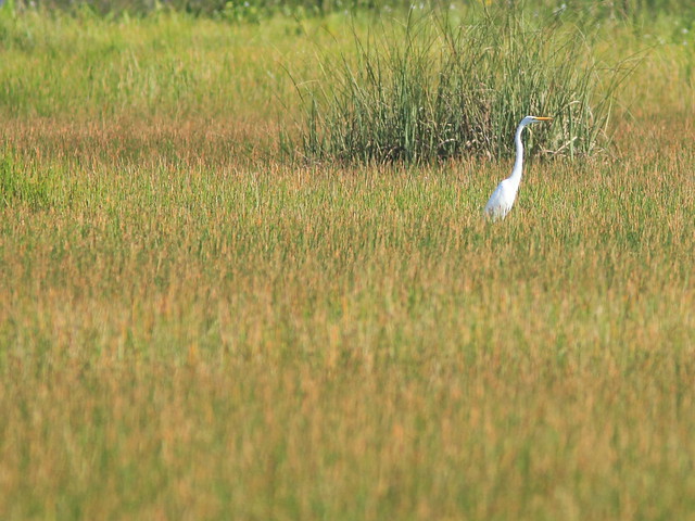 Egret  in sedge meadow 20111001