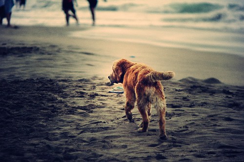 フリー写真素材|動物|哺乳類|犬・イヌ|ビーチ・砂浜|