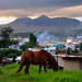 horse in the valley