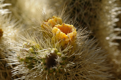 Cholla Cactus Garden in Joshua Tree National Park