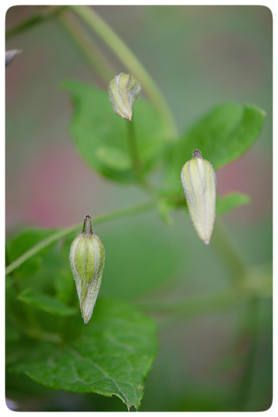 Clematis-buds