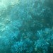Os corais azuis nos encantaram