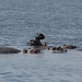 Hipopotamos de molho na agua