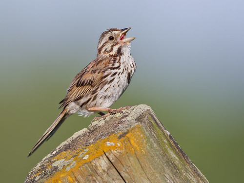 Song Sparrow First Light Wake-up Call by Jeff Dyck