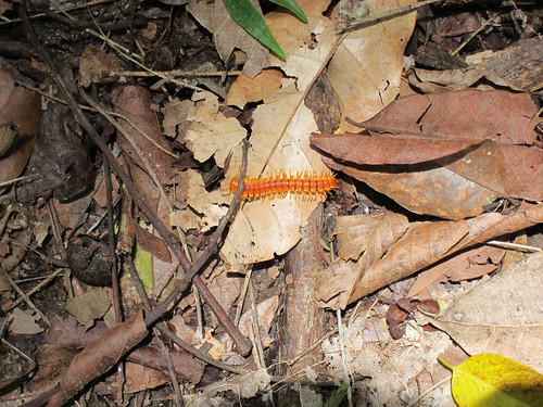 Orange centipede