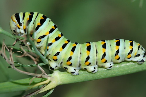 Black swallowtail larva 3 by pdecell