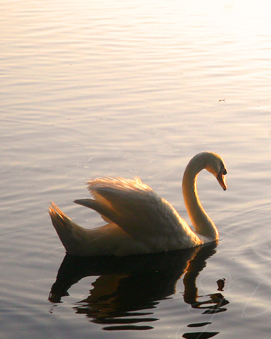 swan at sundown