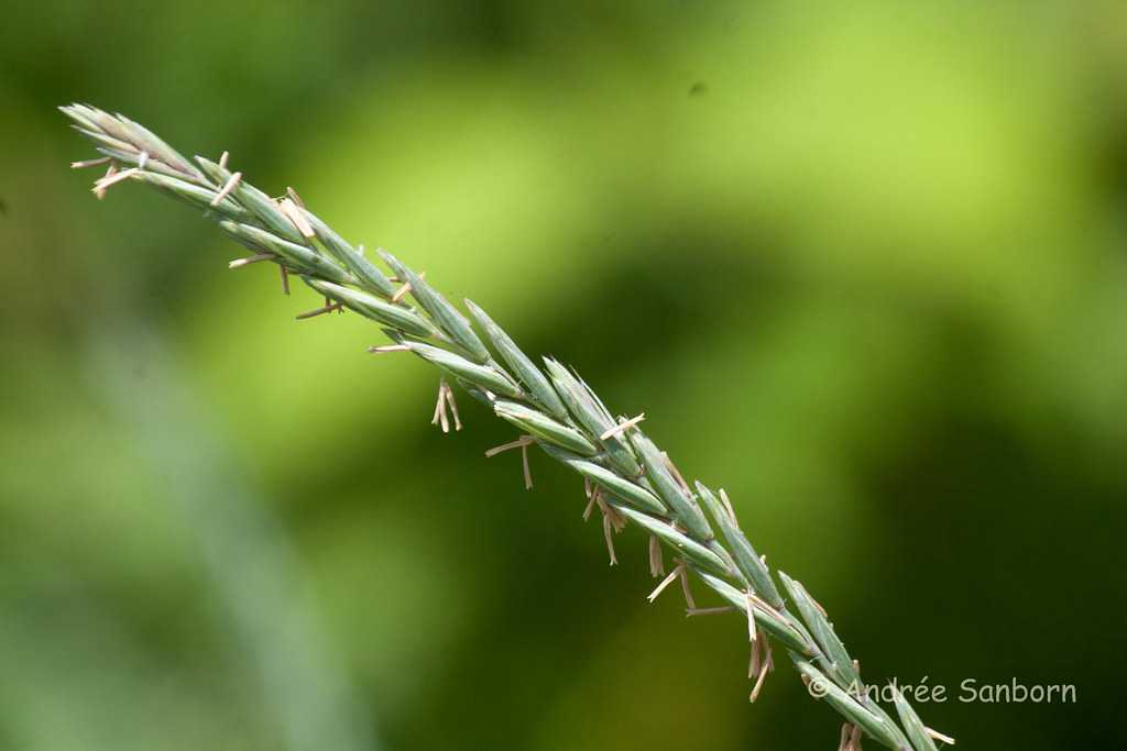 Grass Seed-1.jpg