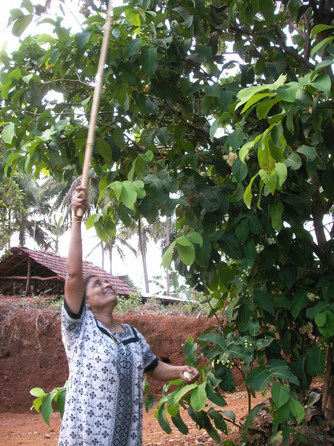 A. Justine beating roseapples from the tree