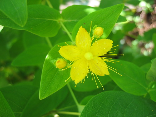 Starshine flower