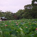 pink lotus pond