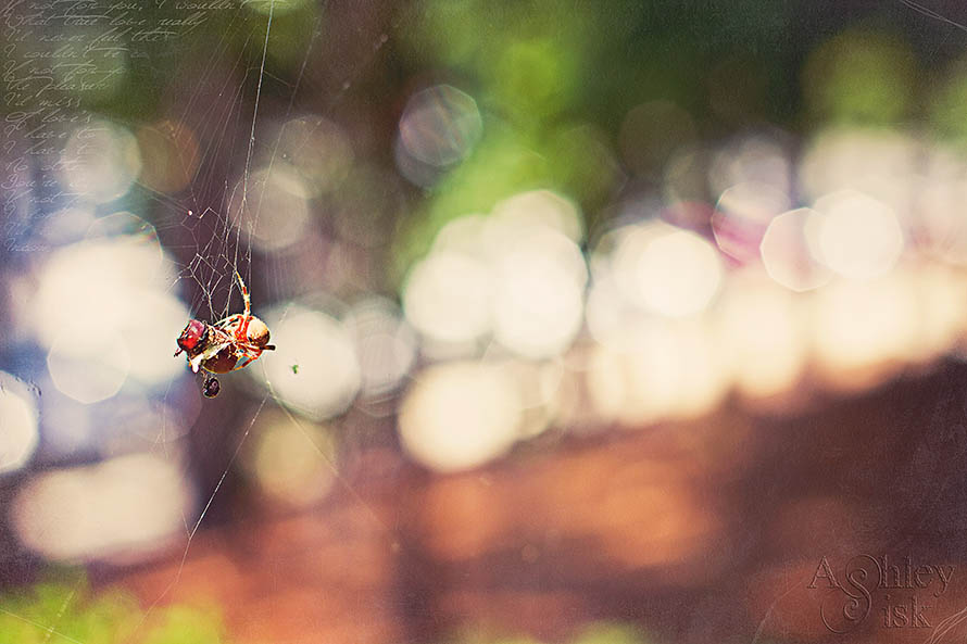 Spider Bokeh RS