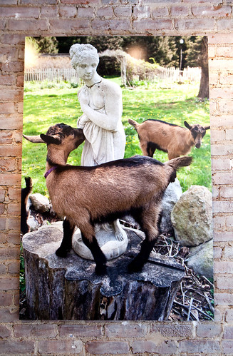 Serene photo of goats