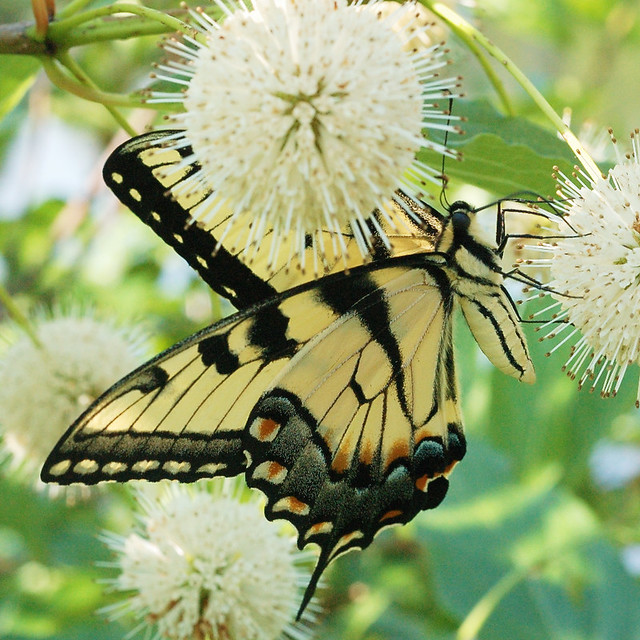Shaw Nature Preserve, in Gray Summit, Missouri, USA - butterfly