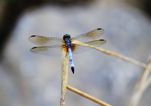 dragonfly76