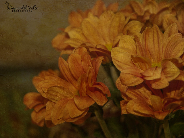 Orange_daisys_textured