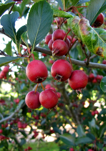 Hawthorne berries