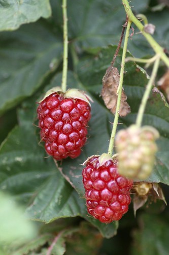 Boysonberries
