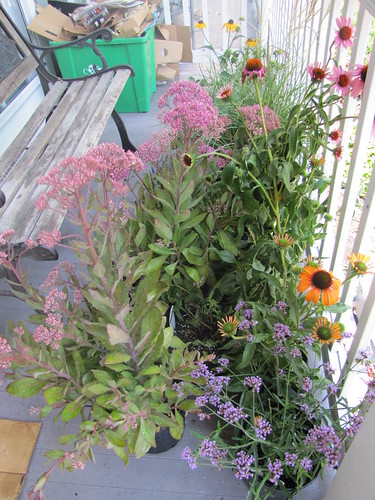 some of the flowers