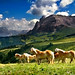 Horses in wonderland