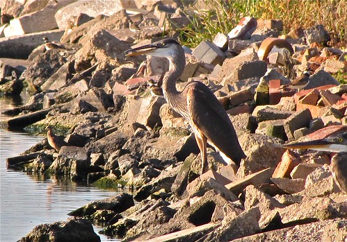 Great Blue Heron with Short-billed Dowitcher 05