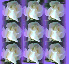 Nine White Roses by randubnick