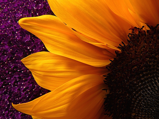 Sunflower Universe