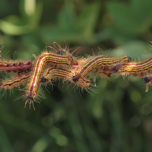 Caterpillars at Shaw Nature Reserve
