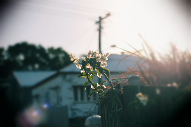 late afternoon flower