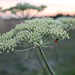 Evening bug
