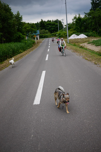 Friendly dogs near Makkari, Hokkaido, Japan