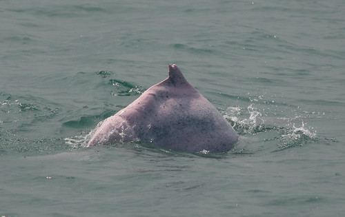 2011年8月12日拍到的白海豚，瘦骨嶙峋，不但白海豚餓肚子，也顯示台灣海洋不健康。圖片來源：媽祖魚保育聯盟