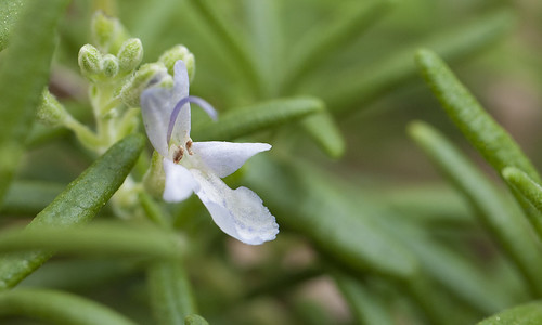Rosemary's Flower