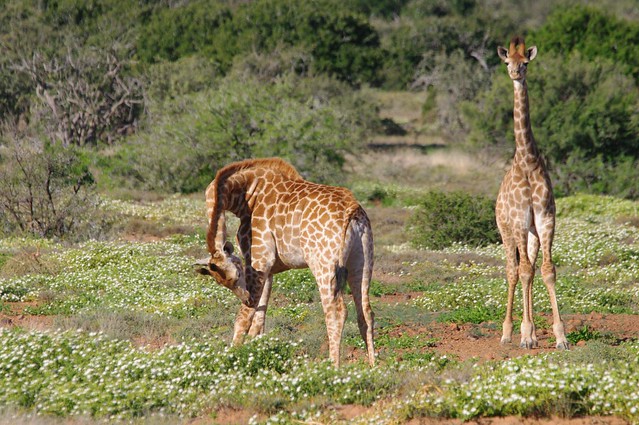 Giraffes - South Africa Eastern Cape