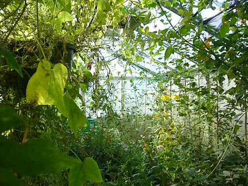 Living Tropical Greenhouse