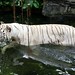 O majestoso Tigre de Bengala BRANCO