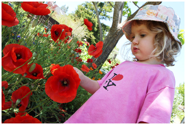 Toddler inspecting Papaver Poppies