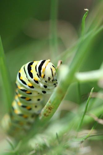 Black swallowtail larva by pdecell