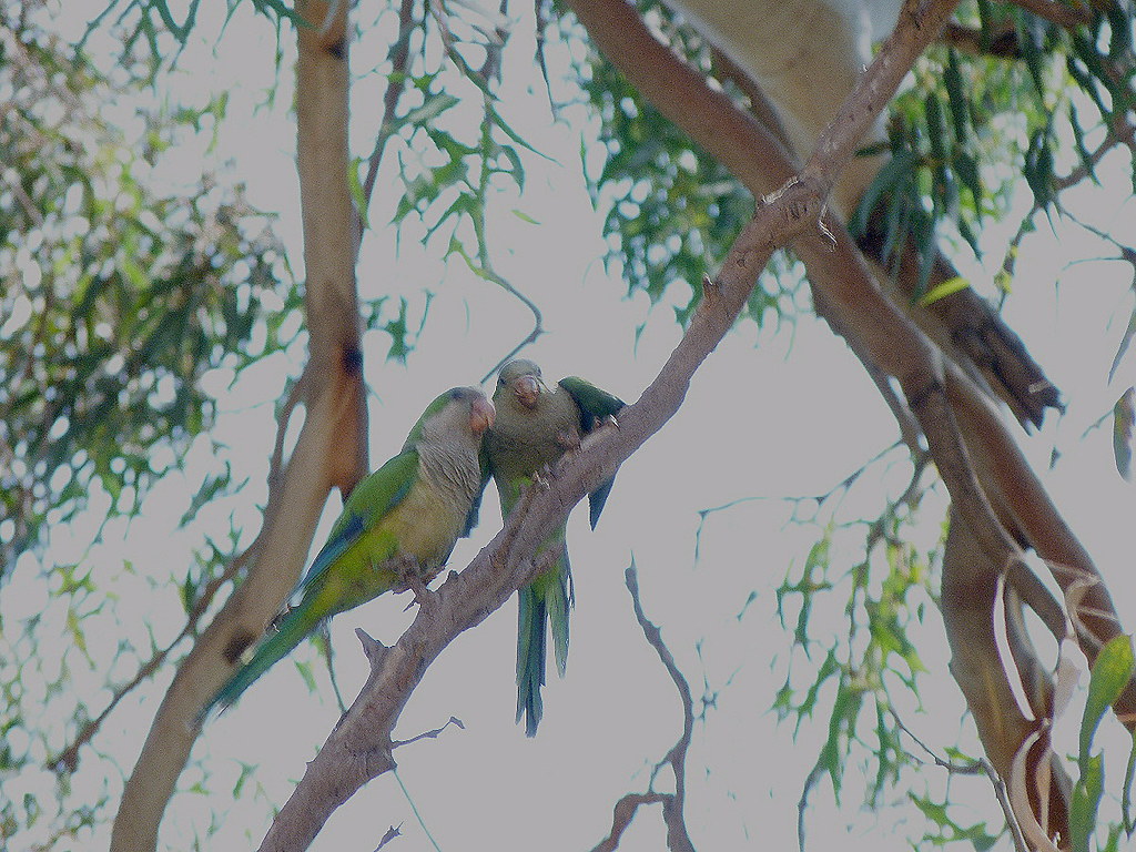 16-07-2011-parrots