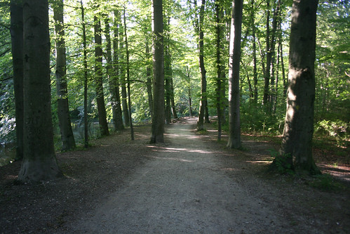Waldweg am Libellensee