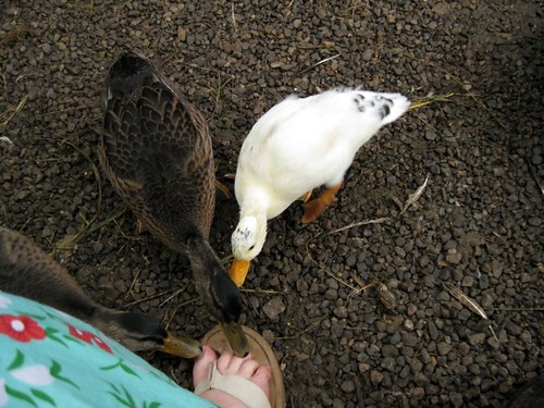 Duck Pedicure by elizabeth's*whimsies