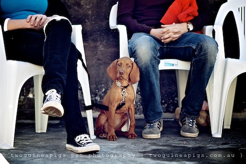 Hungarian or Magyar Vizsla by twoguineapigs pet photography