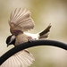 Chickadee in flight