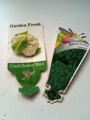 mini caulie and dwarf broccoli
