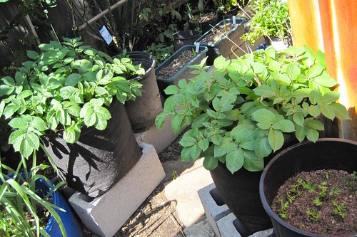 Purple Potatoes Progress (April 25, 2011)