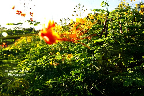fiery flower by racquel_muncada